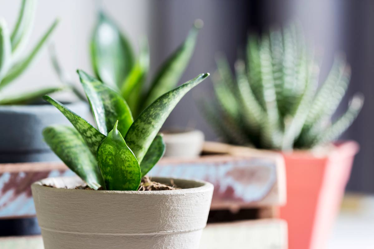 Top 10 Indoor Plants To Purify Air, According to NASA Expert 5 snake plant with an aloe vera plant in background
