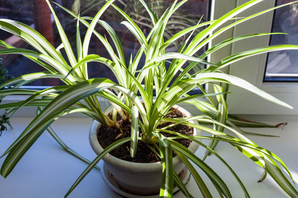 Top 10 Indoor Plants To Purify Air, According to NASA Expert 10 spider plant by a window
