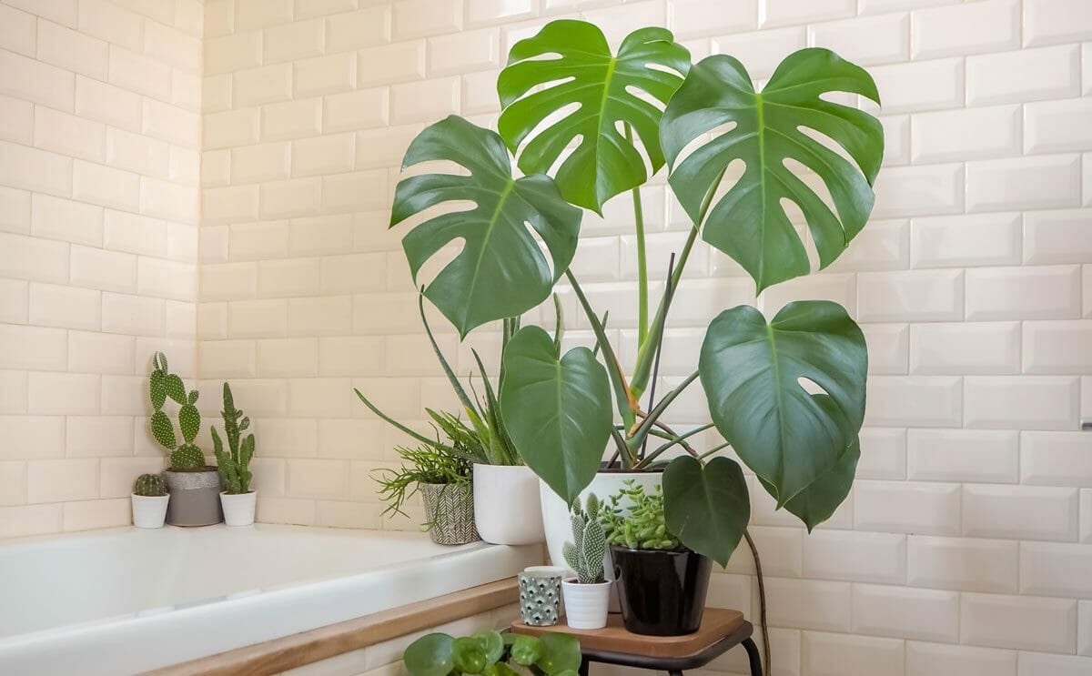 10 Beautiful Household Plants That Are Toxic for Cats 5 swiss cheese plant in bathroom.