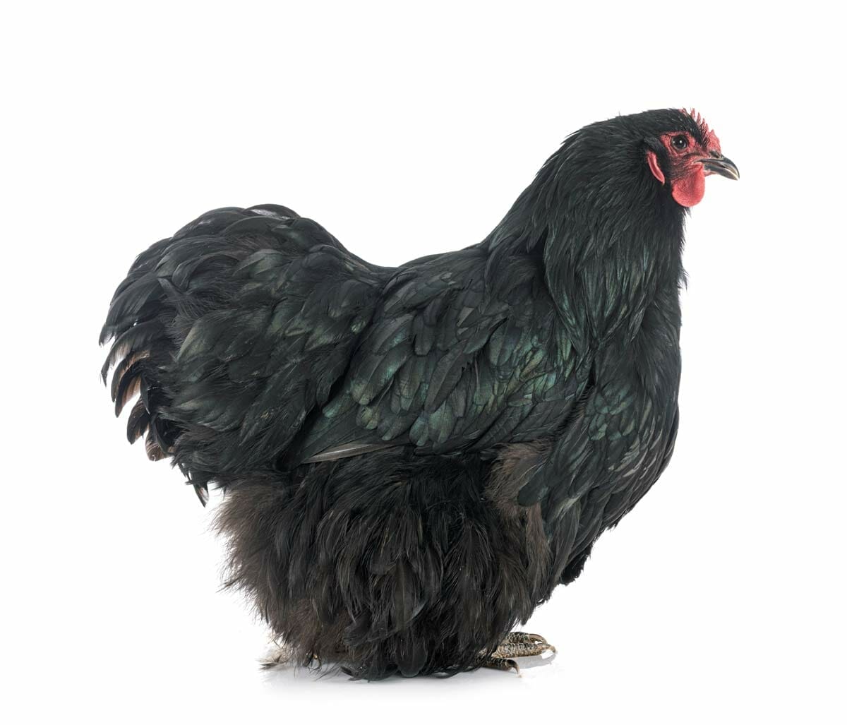 A-Z List of Black Chicken Breeds: 18 Types (With Pictures) 12 orpington black chicken breed