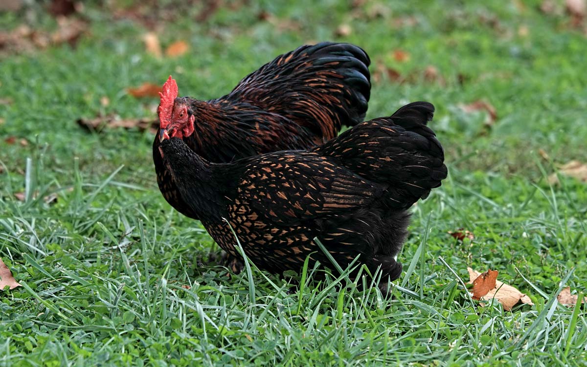 A-Z List of Black Chicken Breeds: 18 Types (With Pictures) 5 cochin black chickens in grass.