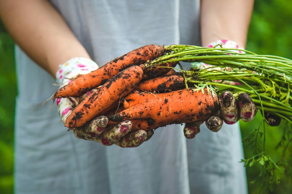 10 Delicious Fruits and Vegetables That Are Surprisingly Man-Made 7 girl farmer holding carrots.