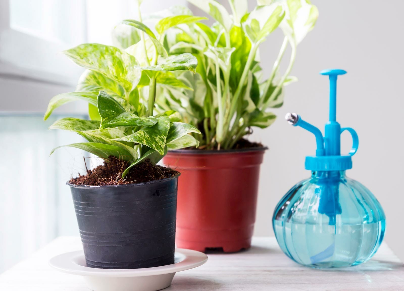 watering-pothos-plants-dp_159669086_DS watering pothos plants by a window.