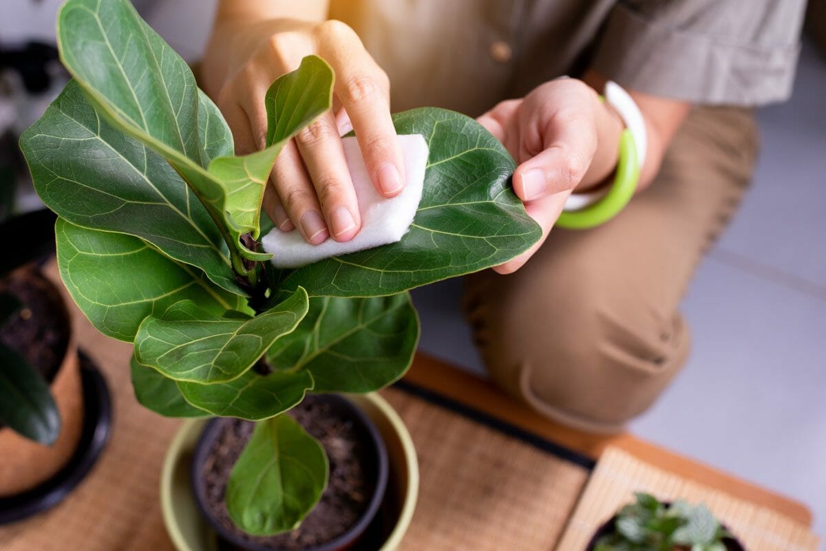 Transform Your Home Into A Tropical Oasis: Fiddle Leaf Fig 6 wiping leaves of a fiddle leaf fig tree plant