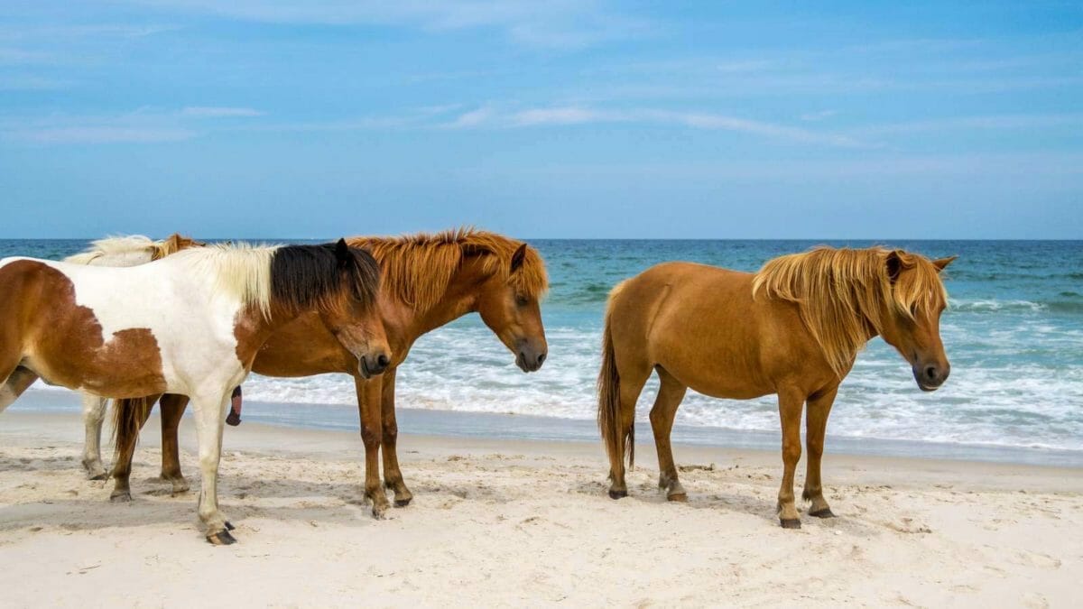 The Most Isolated, Off-the-Grid Spots in Each U.S. State You’ll Want to Visit 21 asseteague island wild horses