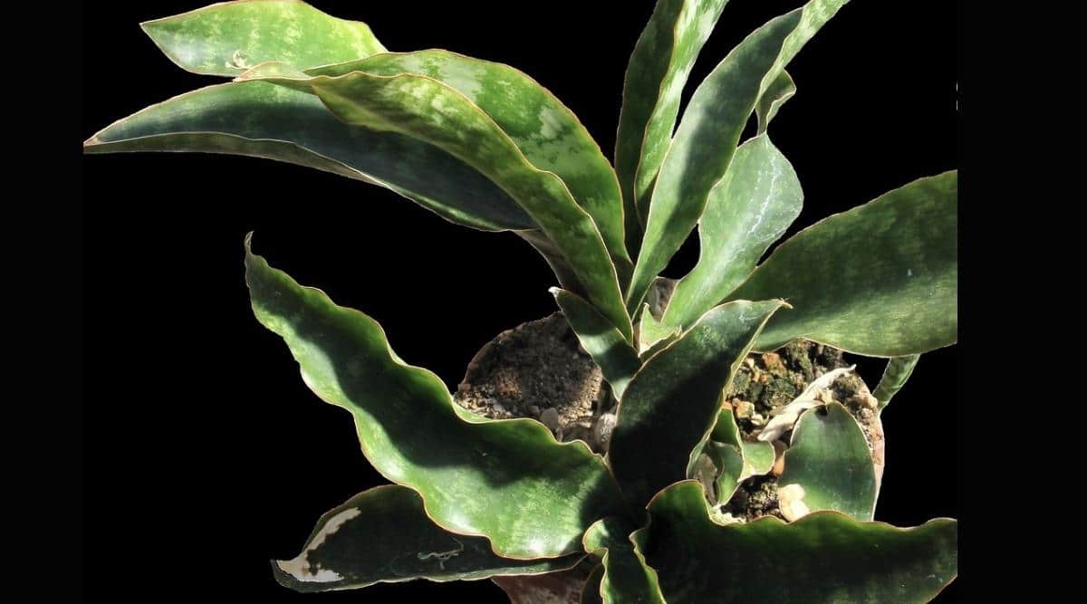 Discover Snake Plant Varieties: 30+ Types of Dracaena Plants 12 Sansevieria longiflora