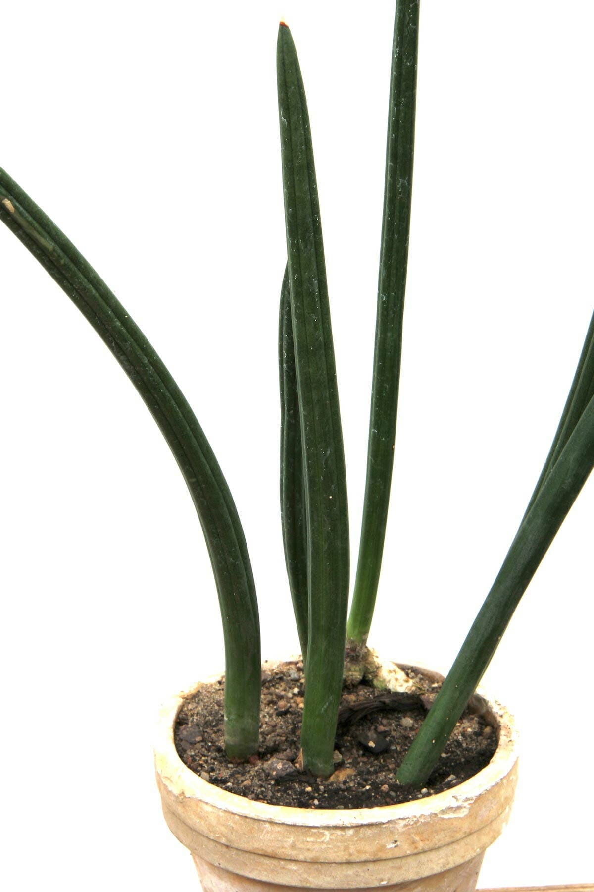 Discover Snake Plant Varieties: 30+ Types of Dracaena Plants 34 Yoat’s Horn (Dracaena Canaliculata)
