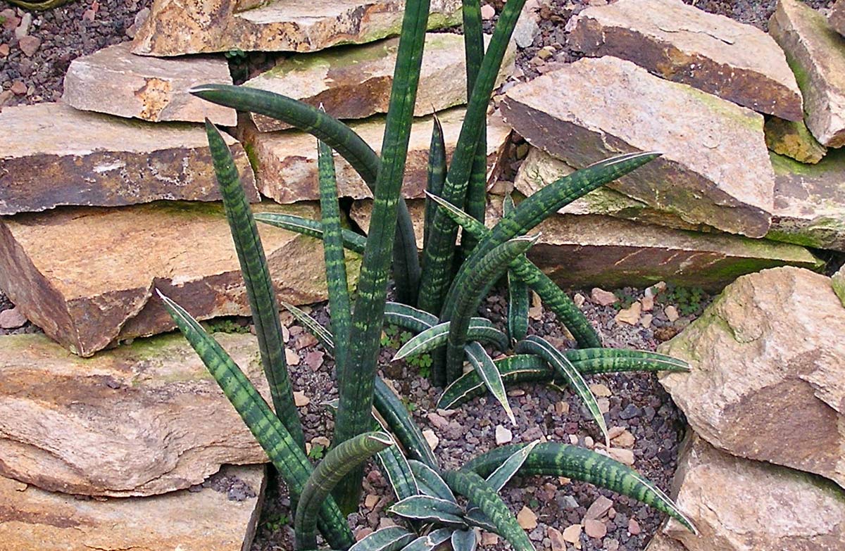 Discover Snake Plant Varieties: 30+ Types of Dracaena Plants 16 Fischer Singularis Dracaena (Dracaena Fischeri) growing outdoors