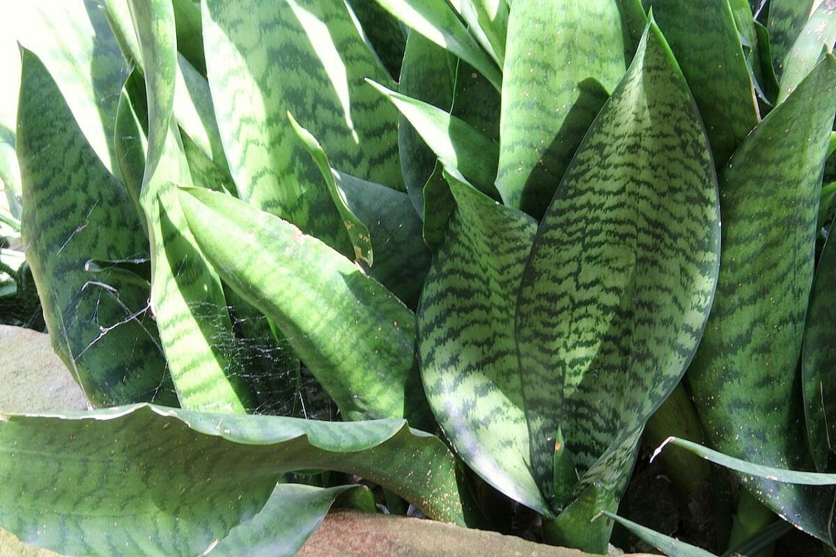 Discover Snake Plant Varieties: 30+ Types of Dracaena Plants 11 Dracaena Liberica snake plant