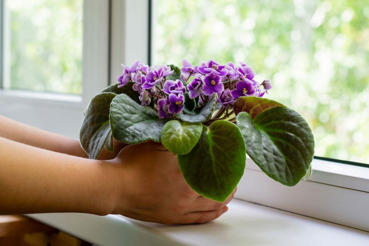 Top 11 Gorgeous Houseplants Safe For Cats (With Pictures) 3 African violet plant is safe for cats.