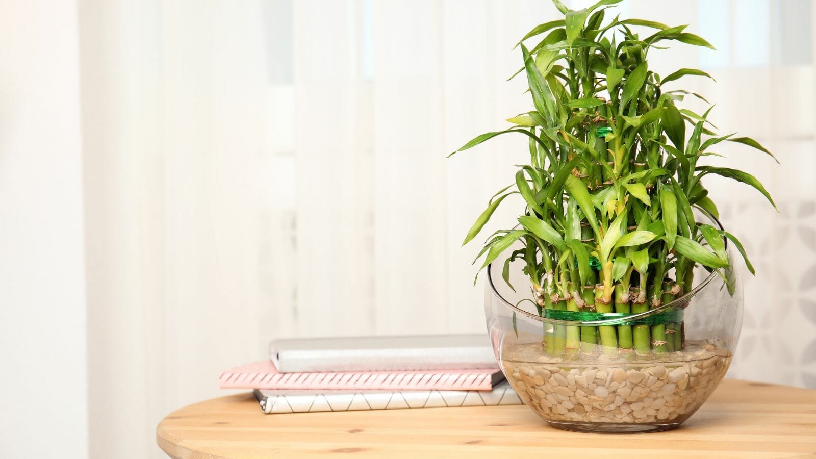 Even the Blackest of Thumbs Can Care for These 10 Houseplants 11 Even the Blackest of Thumbs Can Care for These 10 Houseplants - bamboo MSN