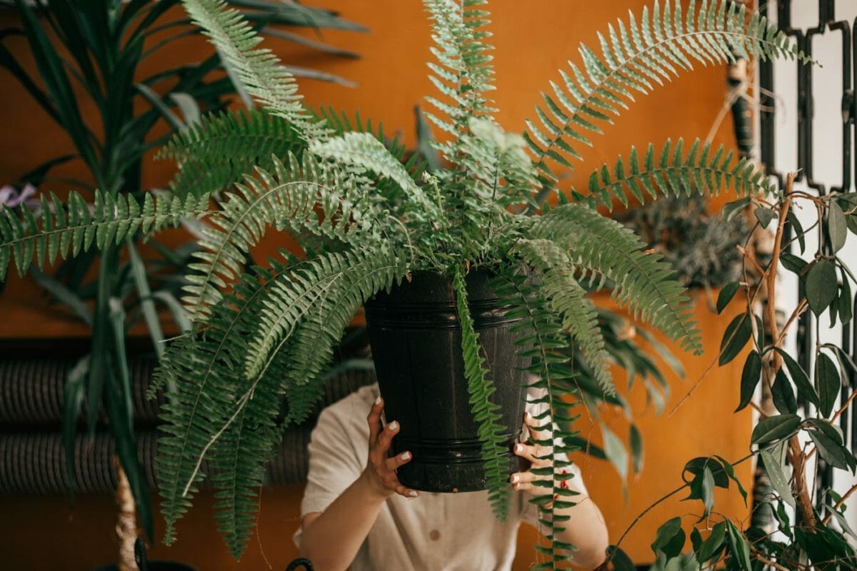 Top 11 Gorgeous Houseplants Safe For Cats (With Pictures) 6 holding a boston fern houseplant to show it's safe for cats.