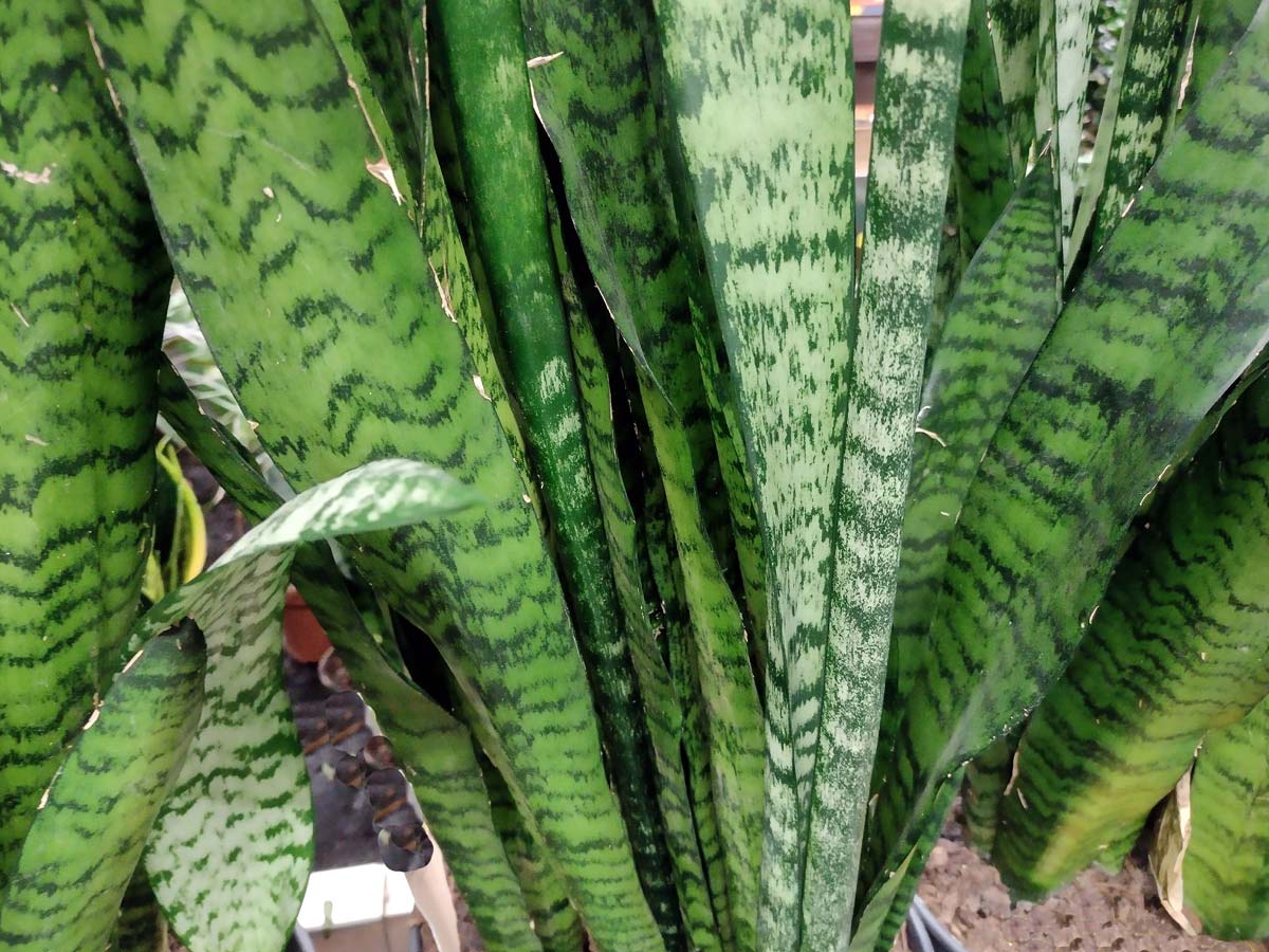 Discover Snake Plant Varieties: 30+ Types of Dracaena Plants 7 ceylon bowstring hemp snake plant variety