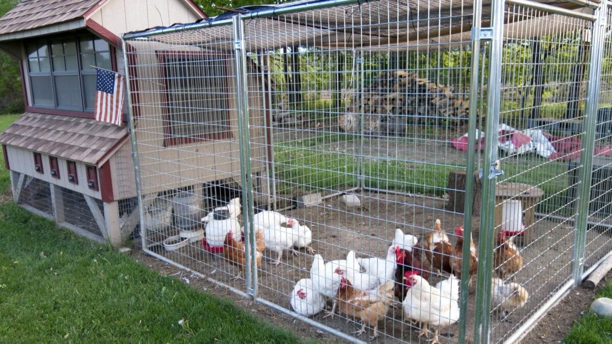 chicken coop