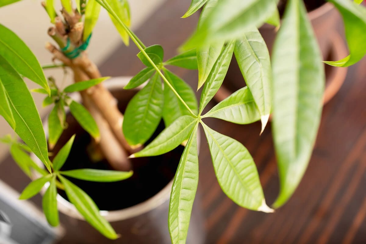 Top 11 Gorgeous Houseplants Safe For Cats (With Pictures) 10 chinese money tree plant close up of leaf.