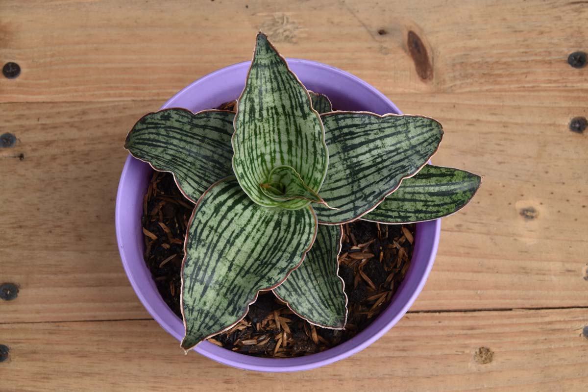 Discover Snake Plant Varieties: 30+ Types of Dracaena Plants 8 Cleopatra Dracaena (Dracaena Cleopatra) type of snake plant in purple pot