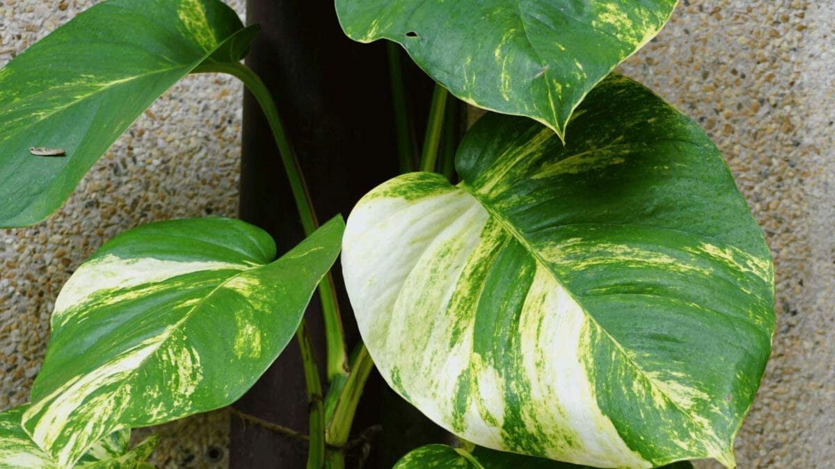 Hawaiian Pothos vs Golden Pothos: A Plant Pro Explains The Differences 3 climbing hawaiian pothos plant