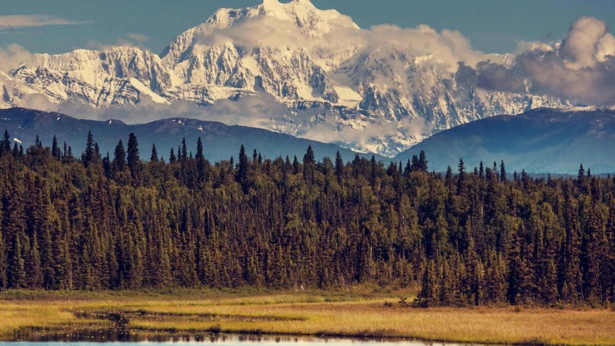 20 Top Locations to Spot Foxes Across the USA 2 denali national park