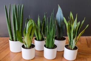 Discover Snake Plant Varieties: 30+ Types of Dracaena Plants 1 group of snake plant varieties