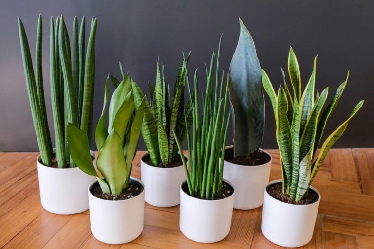 Discover Snake Plant Varieties: 30+ Types of Dracaena Plants 7 group of snake plant varieties