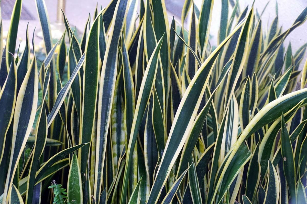 Discover Snake Plant Varieties: 30+ Types of Dracaena Plants 5 dracaena trinciata black gold snake plant