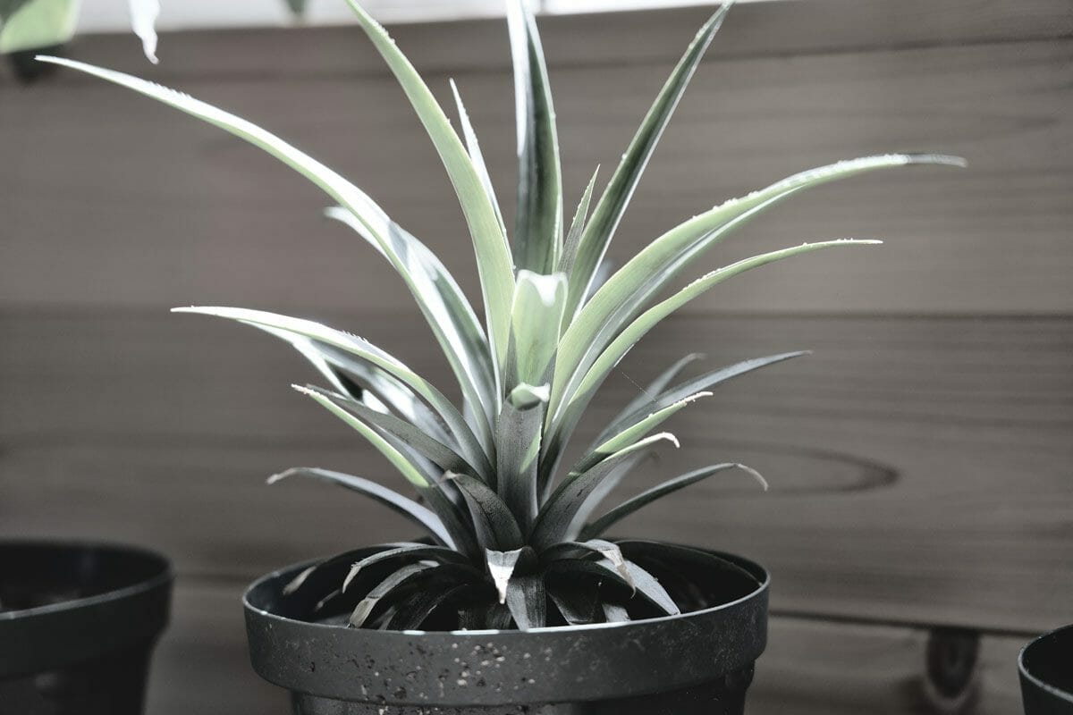 Discover Snake Plant Varieties: 30+ Types of Dracaena Plants 10 dracaena cincinna snake plant varieties