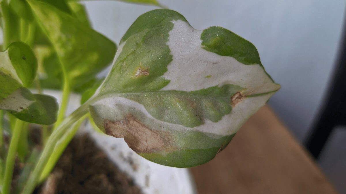 Do Pothos Like Coffee Grounds? Answered + Benefits & Dangers 3 closeup of dying pothos plant - leaf turning brown and black