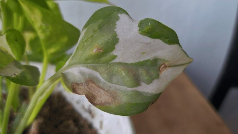 Pothos Leaves Turning Brown or Black: 11 Causes & How To Fix Them 8 closeup of dying pothos plant - leaf turning brown and black