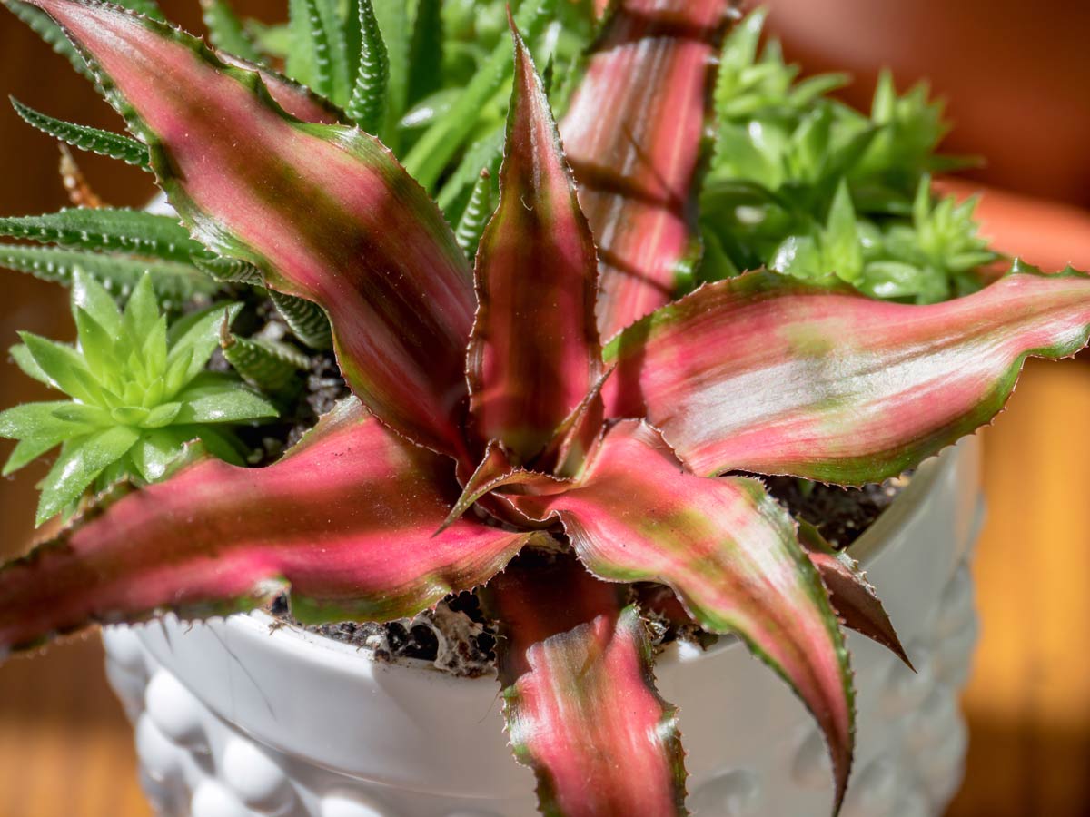 10 Rose-Colored Indoor Plants For a Vibrant & Joyful Home 10 earth star plant Cryptanthus bivittatus in white pot