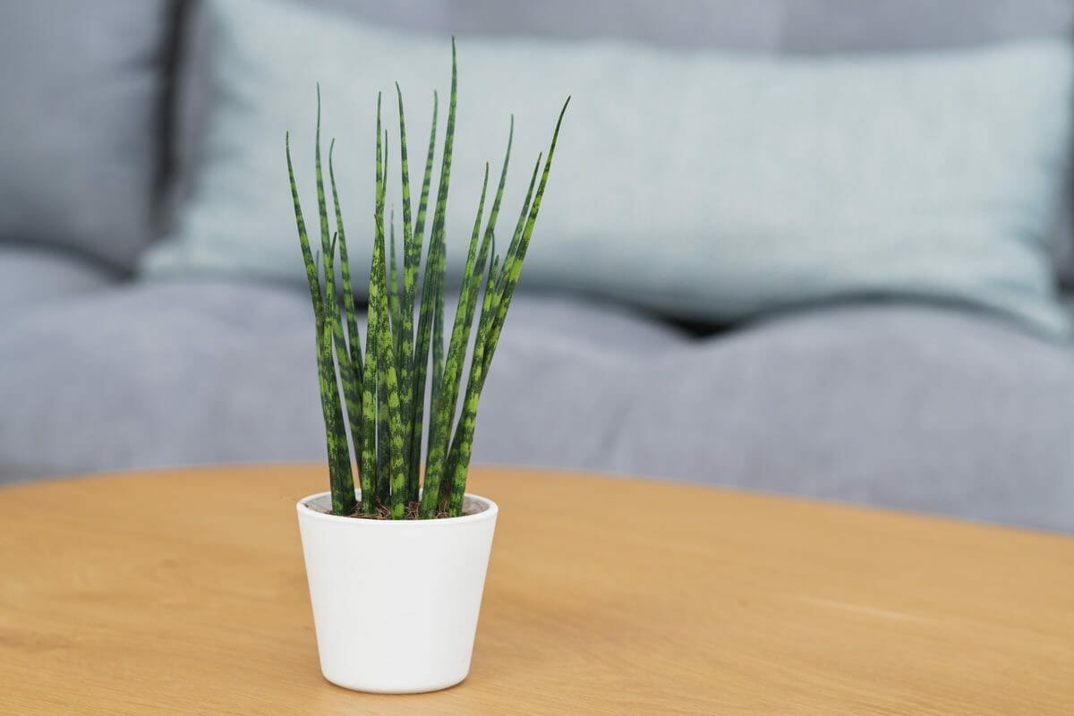 Discover Snake Plant Varieties: 30+ Types of Dracaena Plants 15 fernwood mikado type of snake plant in a white pot