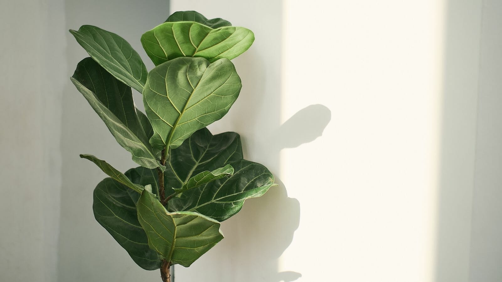 Even the Blackest of Thumbs Can Care for These 10 Houseplants 5 Even the Blackest of Thumbs Can Care for These 10 Houseplants - fiddle leaf fig MSN