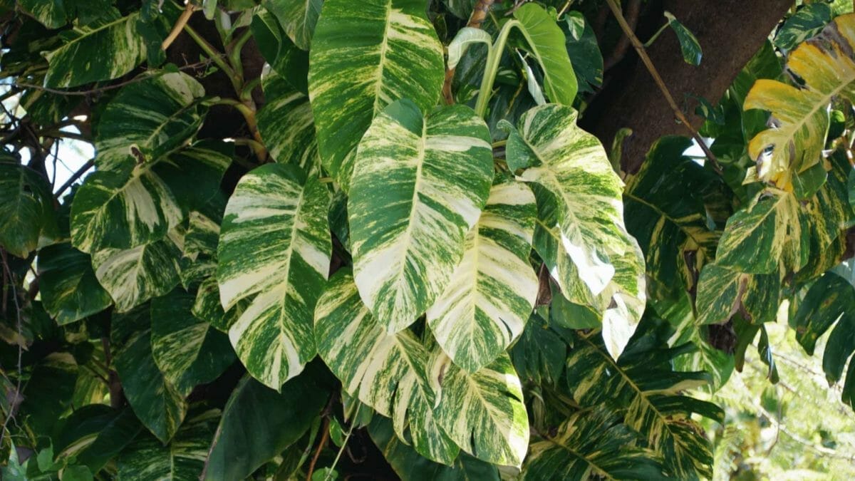 Pothos Growing Small Leaves? How to Fix in 6 Simple Steps 3 giant hawaiian pothos plants