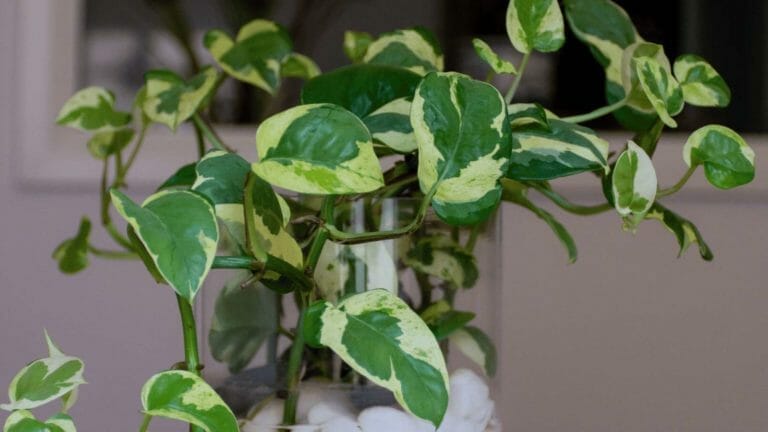 Glacier Pothos Care: How to Make This Mysterious Plant Thrive 5 glacier Pothos plant in a vase