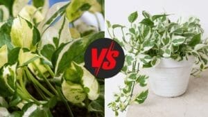 Glacier Pothos vs NJoy: Tell Them Apart + Pro Care Tips 1 glacier pothos vs njoy plants