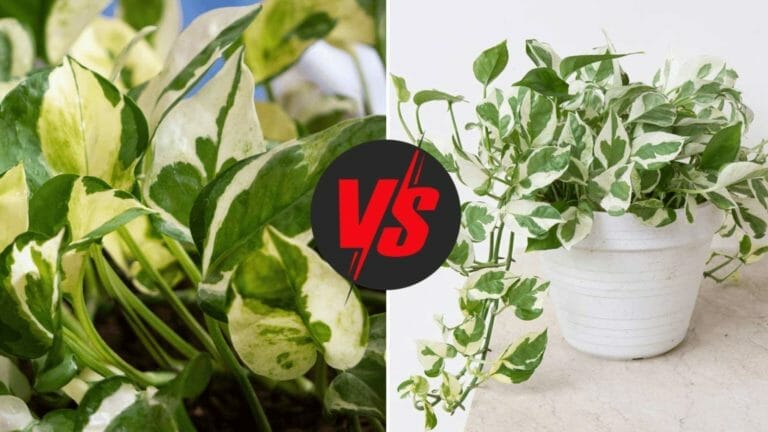 Glacier Pothos vs NJoy: Tell Them Apart + Pro Care Tips 6 glacier pothos vs njoy plants
