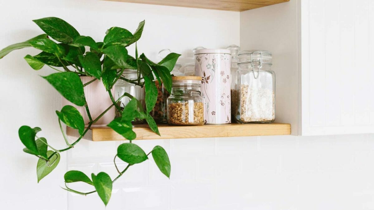Hawaiian Pothos: How To Grow a Giant Pothos Indoors 3 golden pothos plant on a shelf