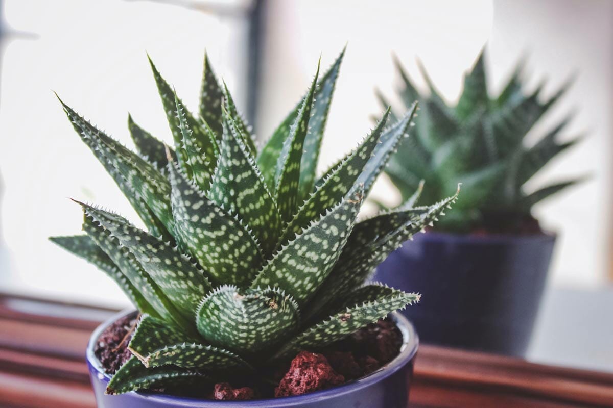 Top 11 Gorgeous Houseplants Safe For Cats (With Pictures) 9 Haworthia Succulents is safer for cats than aloe vera