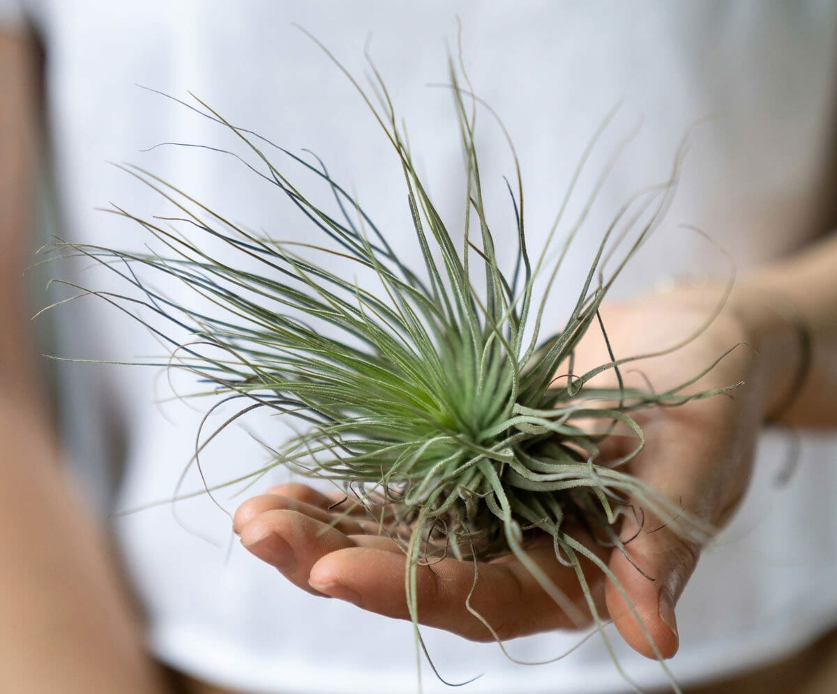 Top 11 Gorgeous Houseplants Safe For Cats (With Pictures) 2 holding an air plant which is a houseplant safe for cats.