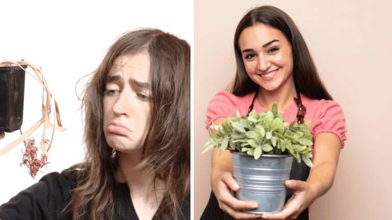 Even the Blackest of Thumbs Can Care for These 10 Houseplants 10 dead and alive houseplants