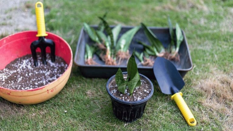How to Propagate Snake Plants: 3 Super Simple Methods 4 showing how to propagate snake plant