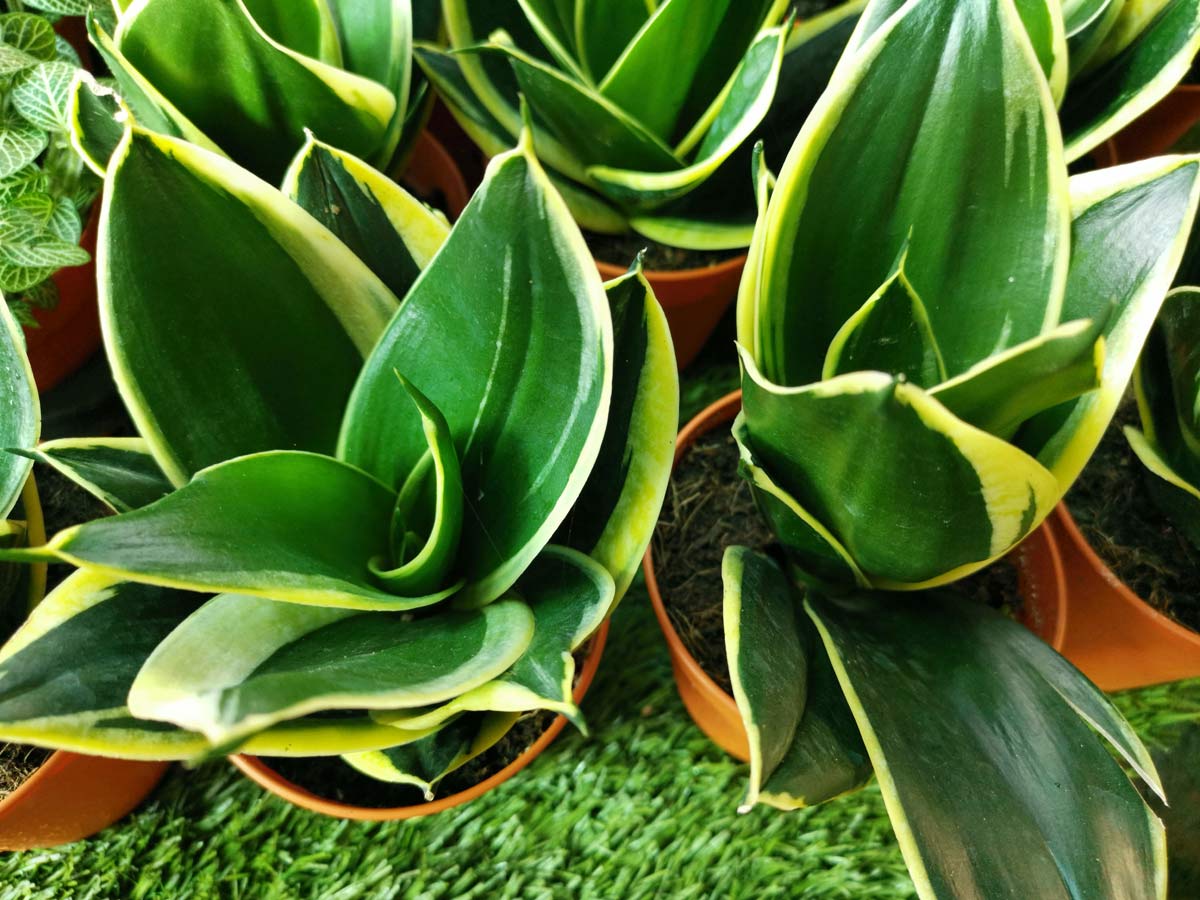 Discover Snake Plant Varieties: 30+ Types of Dracaena Plants 18 Jade Marginata (Dracaena Trifasciata ‘Jade Pagoda’)