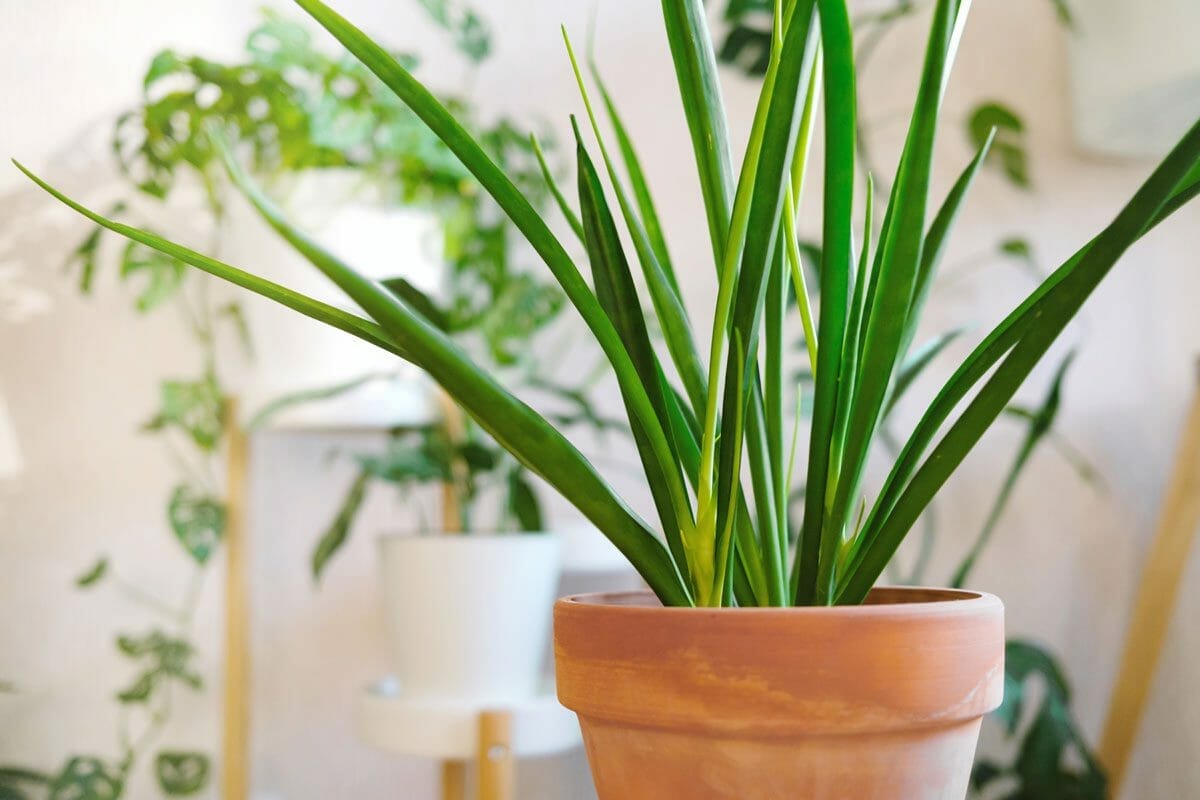 Discover Snake Plant Varieties: 30+ Types of Dracaena Plants 19 kenya hyacinth snake plant variety in a terra cotta pot