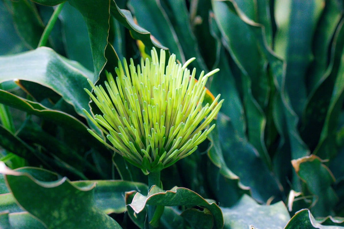 Discover Snake Plant Varieties: 30+ Types of Dracaena Plants 20 Kirkii Star Dracaena variety of snake plant with a flower in bloom