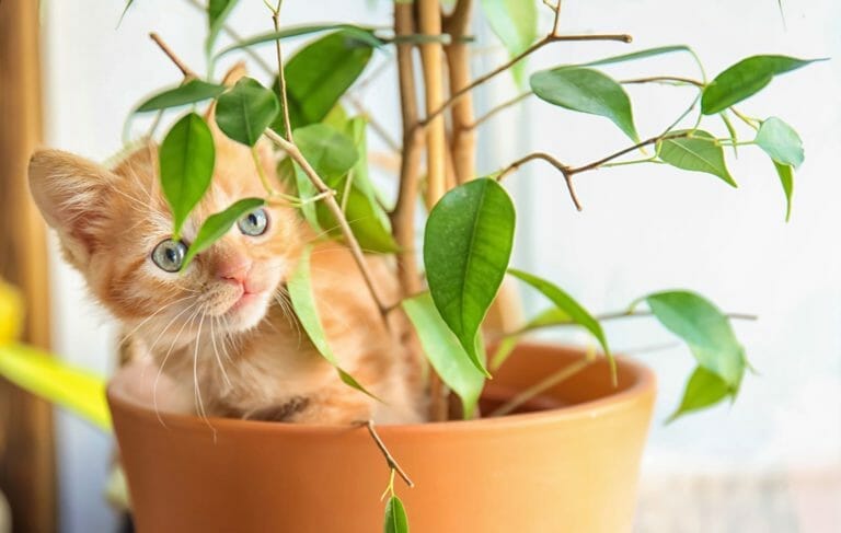 Top 11 Gorgeous Houseplants Safe For Cats (With Pictures) 8 kitten with a houseplant that is safe for cats.
