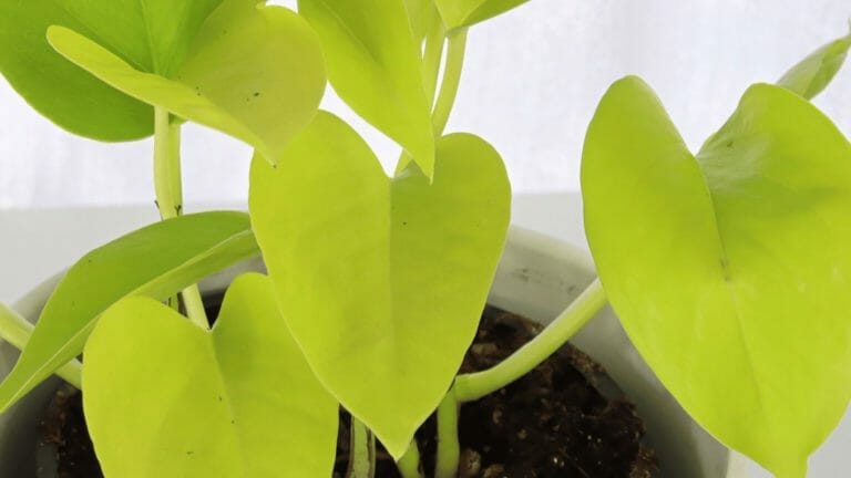 Lemon Lime Pothos: Vibrant Color That Makes a Statement 4 lemon lime pothos plant in white pot