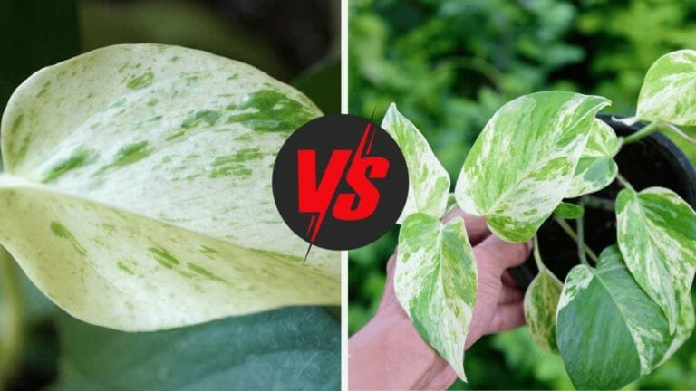Snow Queen vs Marble Queen Pothos (Plant Breakdown by a Pro) 3 snow queen vs marble queen pothos plants