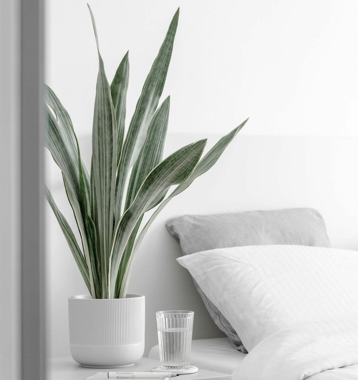 Discover Snake Plant Varieties: 30+ Types of Dracaena Plants 22 Metallica Siam Silver (Dracaena Metallica) in gray home decor