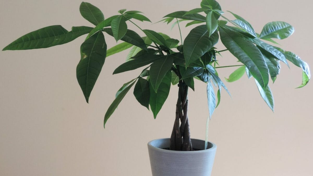 Creating a Forest of Fortune: Money Tree Propagation 4 Creating a Forest of Fortune: Money Tree Propagation - money tree MSN