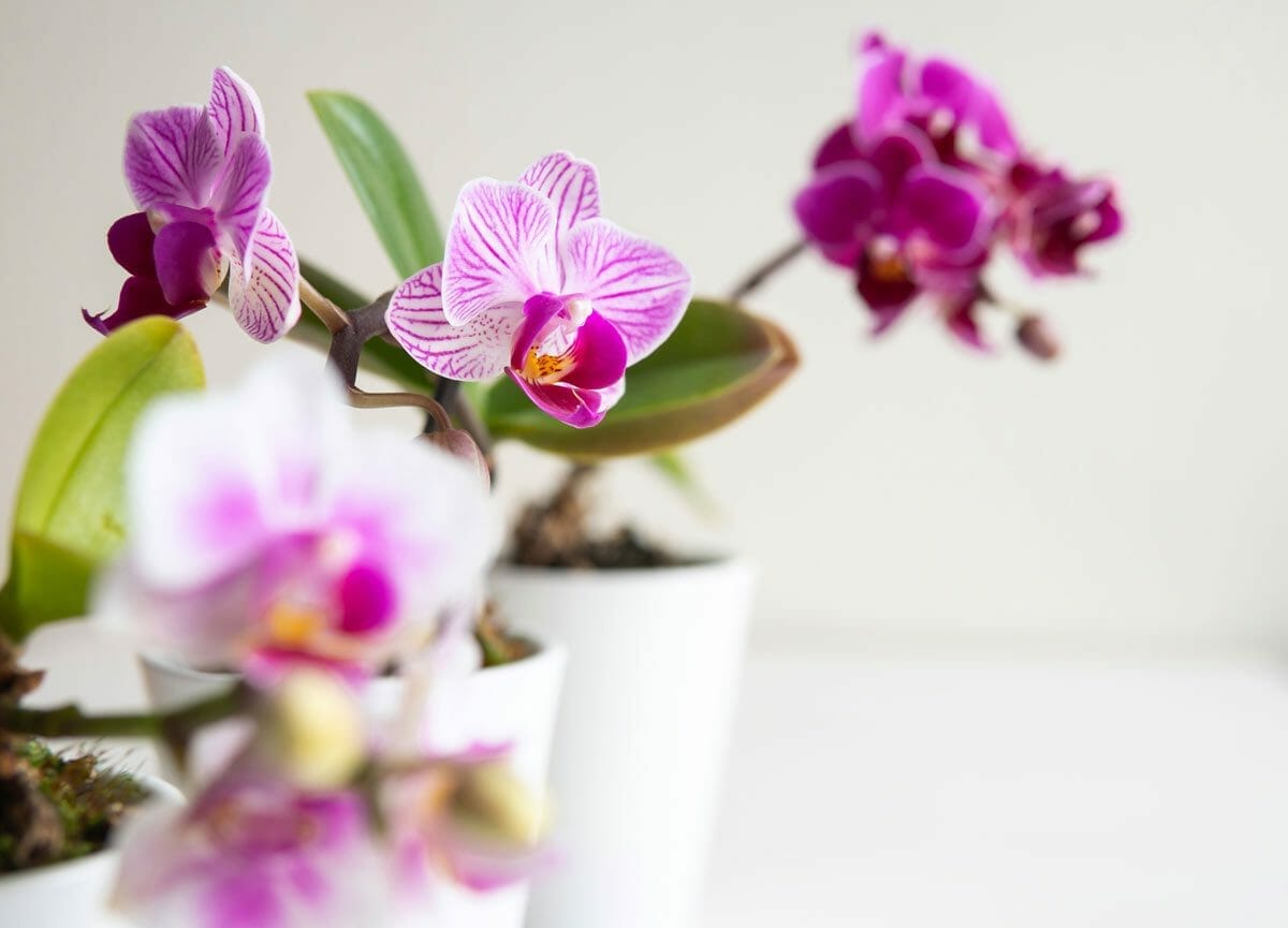 Top 11 Gorgeous Houseplants Safe For Cats (With Pictures) 4 moth orchids in white pots which are cat safe house plants.