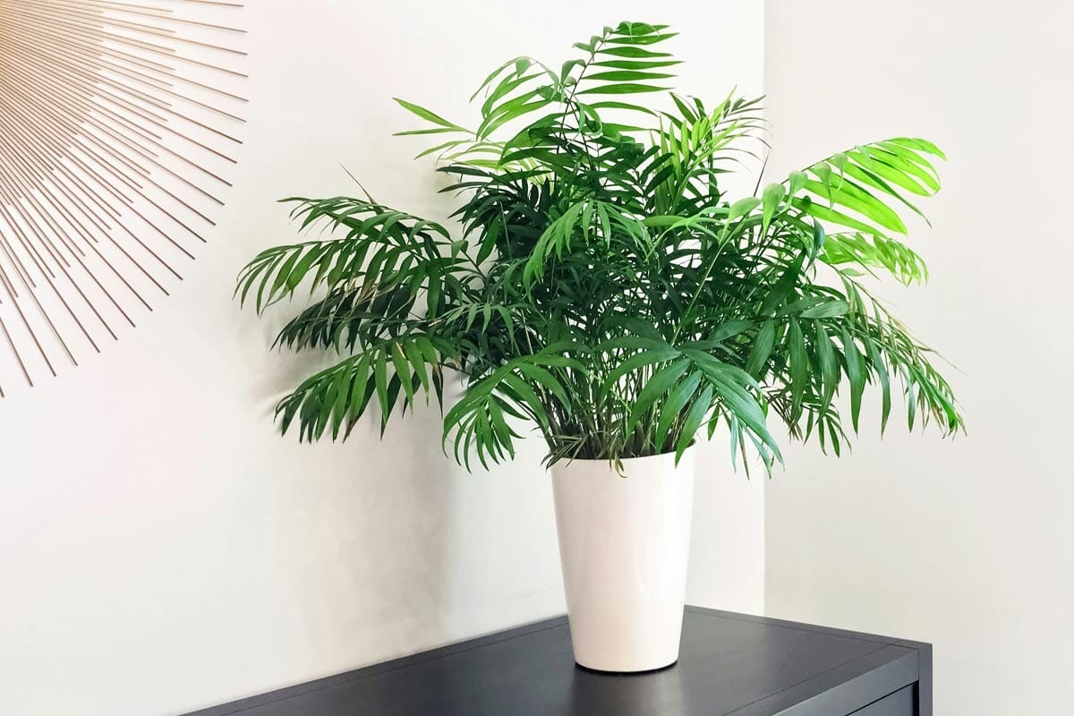 Top 11 Gorgeous Houseplants Safe For Cats (With Pictures) 7 parlor palm houseplant